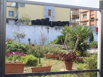 ..., piante grasse pelose infiorescenze rosse, gialle e arancioni